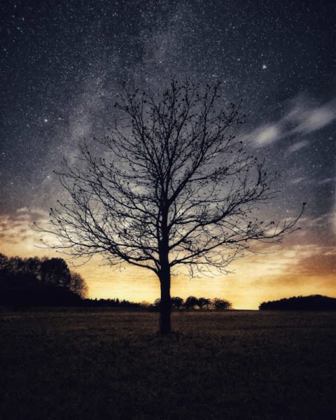 #HuaweiMomente - Fotografieren mit dem Smartphone 5 Baum Sterne